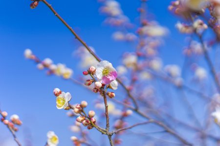 香川県園芸総合センターの源平咲き