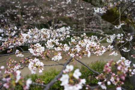 栗林公園桜のトンネル3