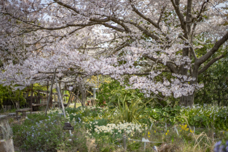 よもみの庭の桜