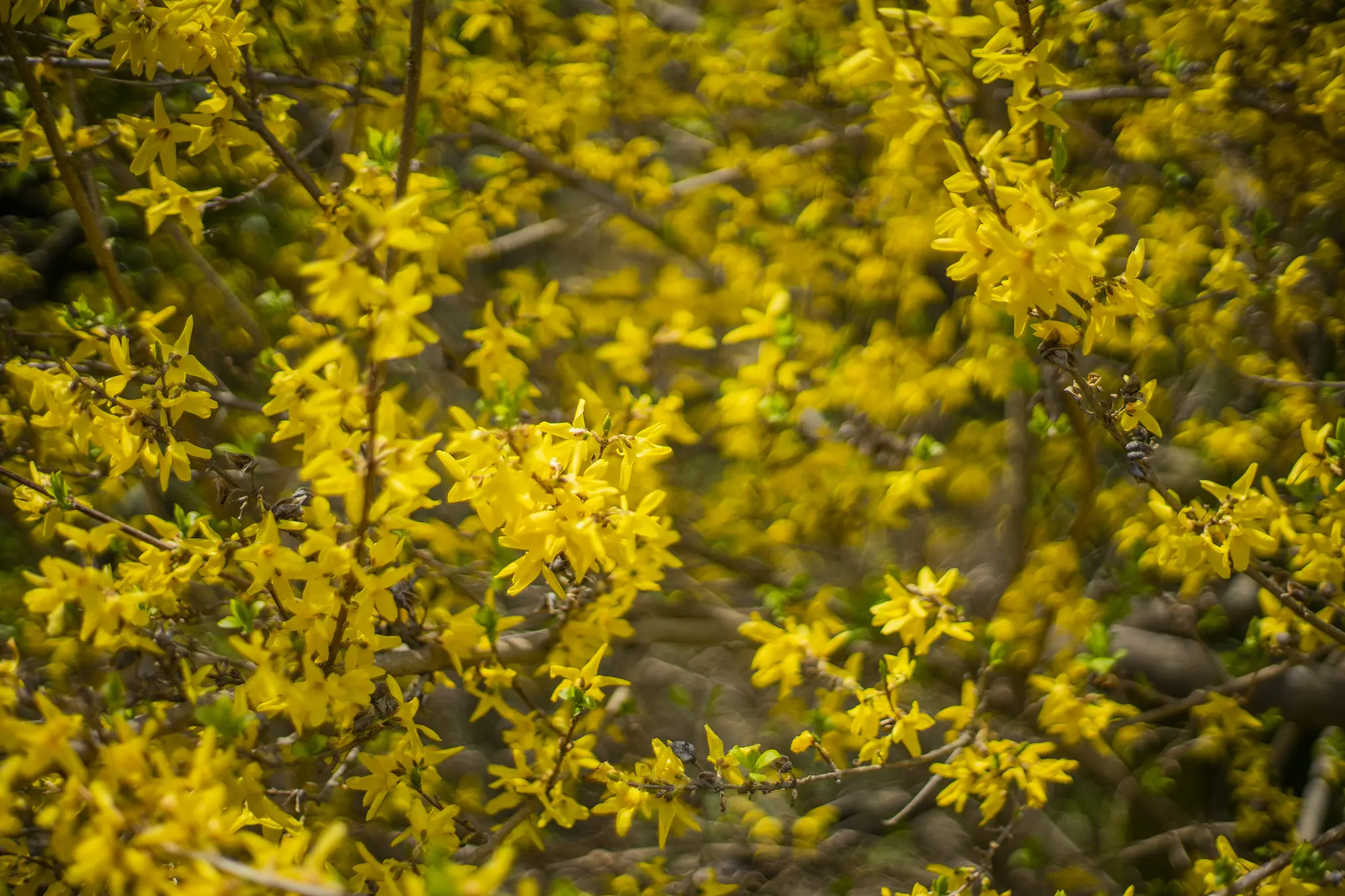 レンギョウの花言葉と誕生花 旅カメラ
