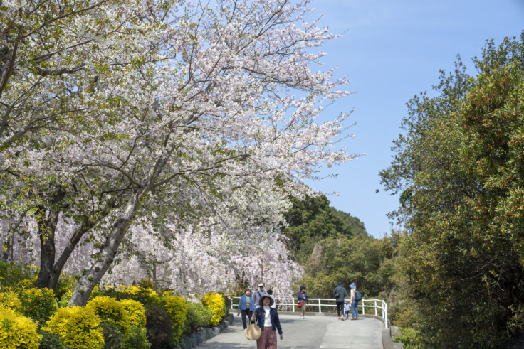 花見山こころの手紙館の桜