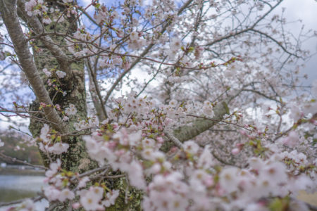 亀鶴公園桜並木の桜