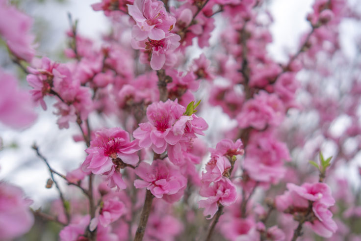 桃の花