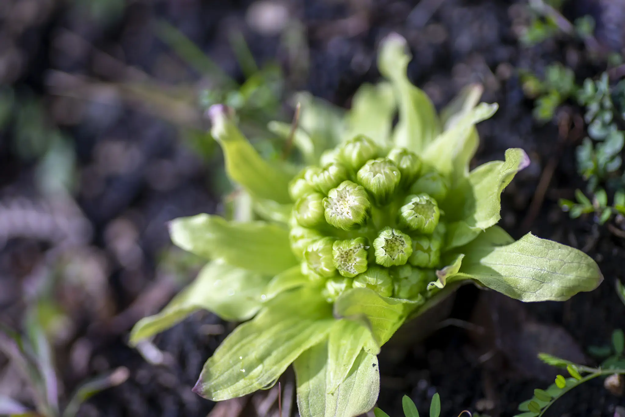 フキノトウの花言葉と誕生花 旅カメラ