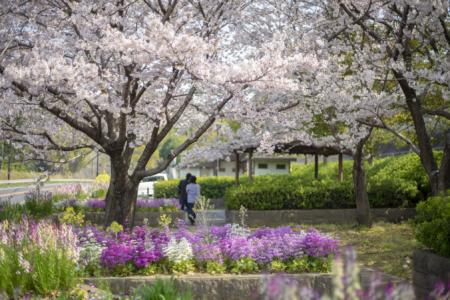 馬篠休憩所の桜