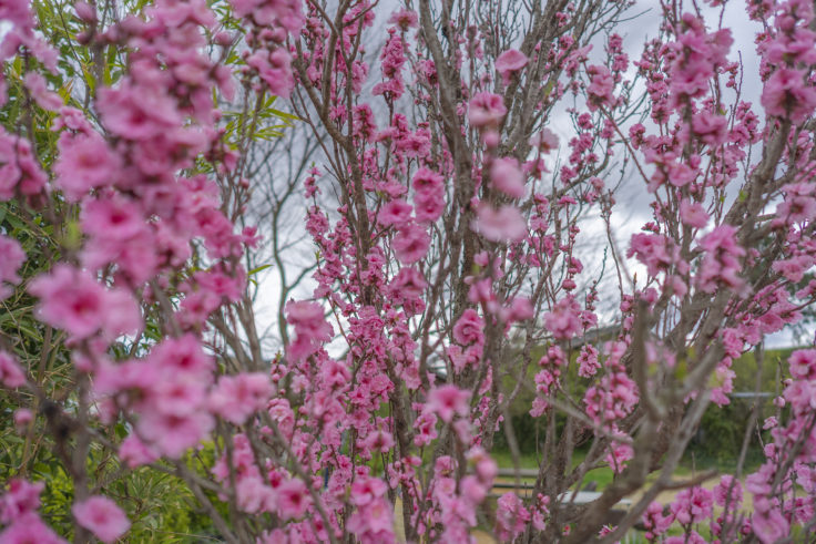 桃の花2