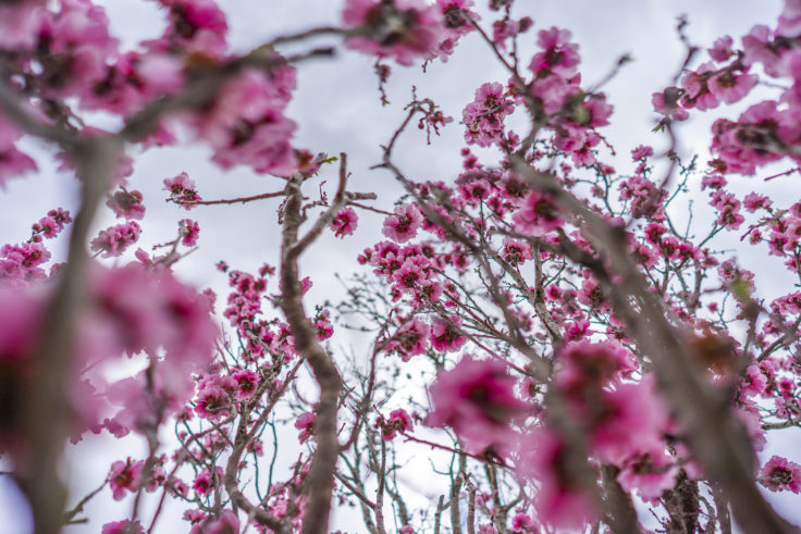 桃の花を下から撮る