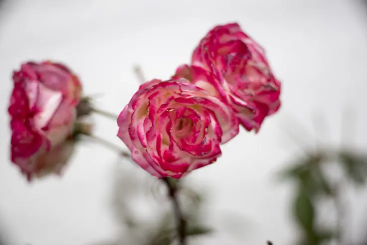 レオマワールドに花を見に行くだけという選択肢 旅カメラ レオマワールドに花を見に行くだけという選択肢 旅カメラ