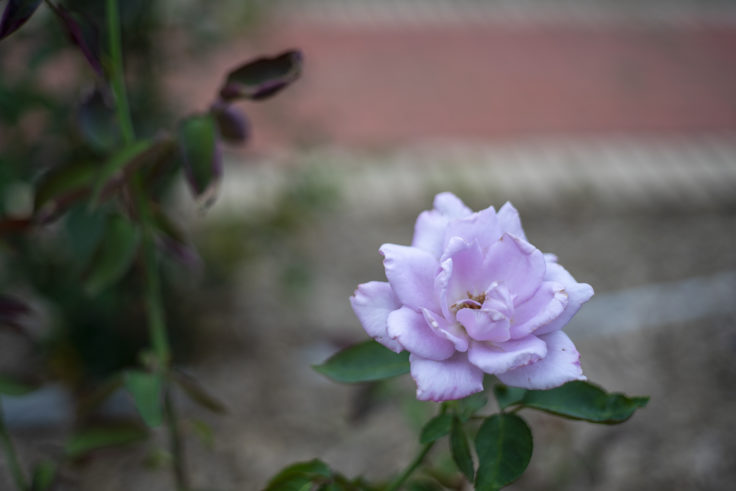 薄紫のバラ