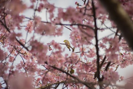 東かがわ市湊川河津桜メジロ2