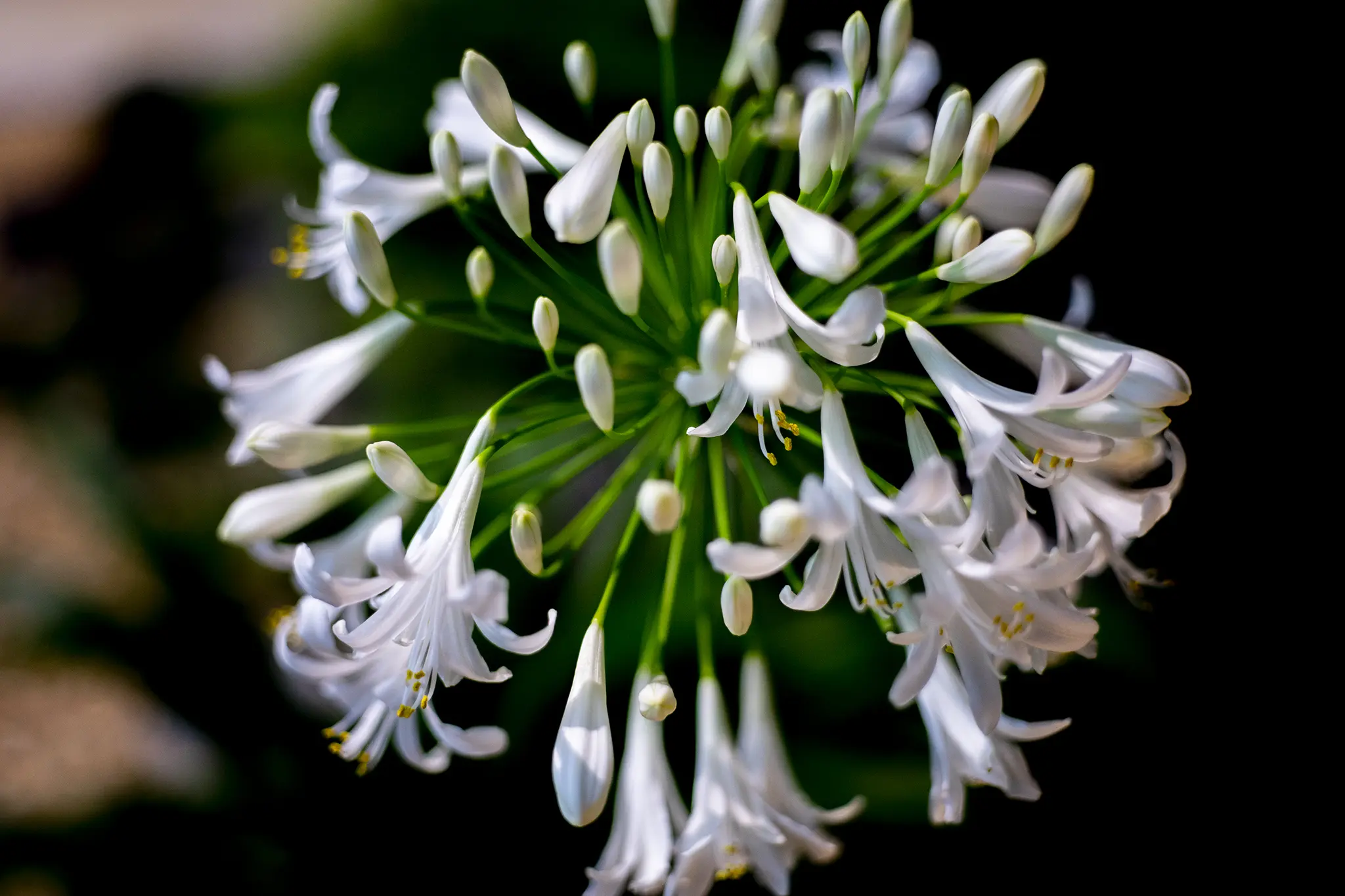 恋愛の花 アガパンサス が咲き始めた 旅カメラ