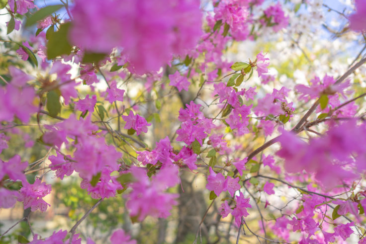 高松市中央公園のツツジ