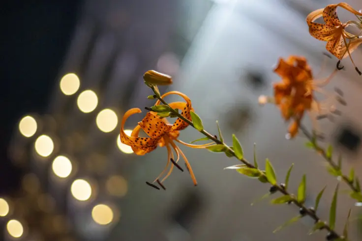 オニユリという花 旅カメラ