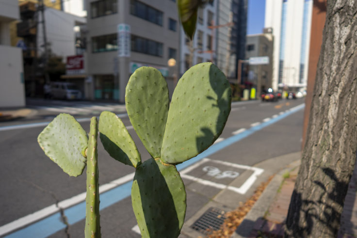 高松市中央公園周辺のサボテン