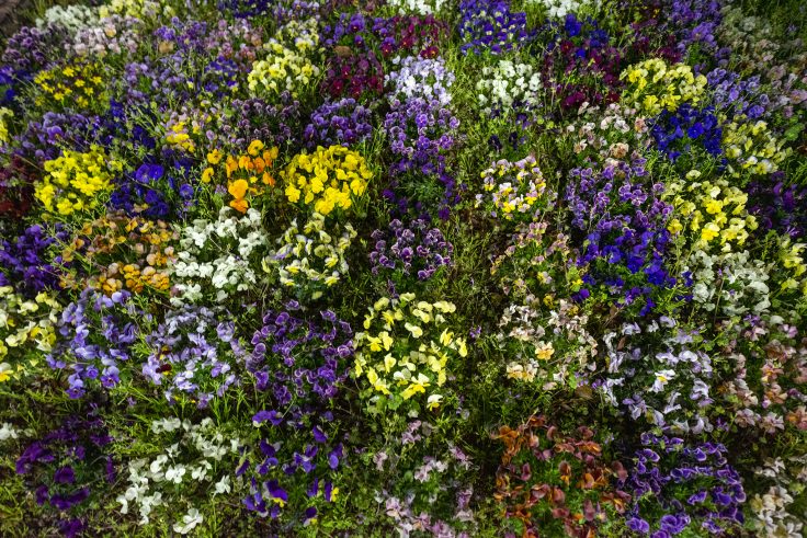 高松市に咲く花