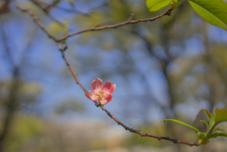 高松市中央公園のカリンの花