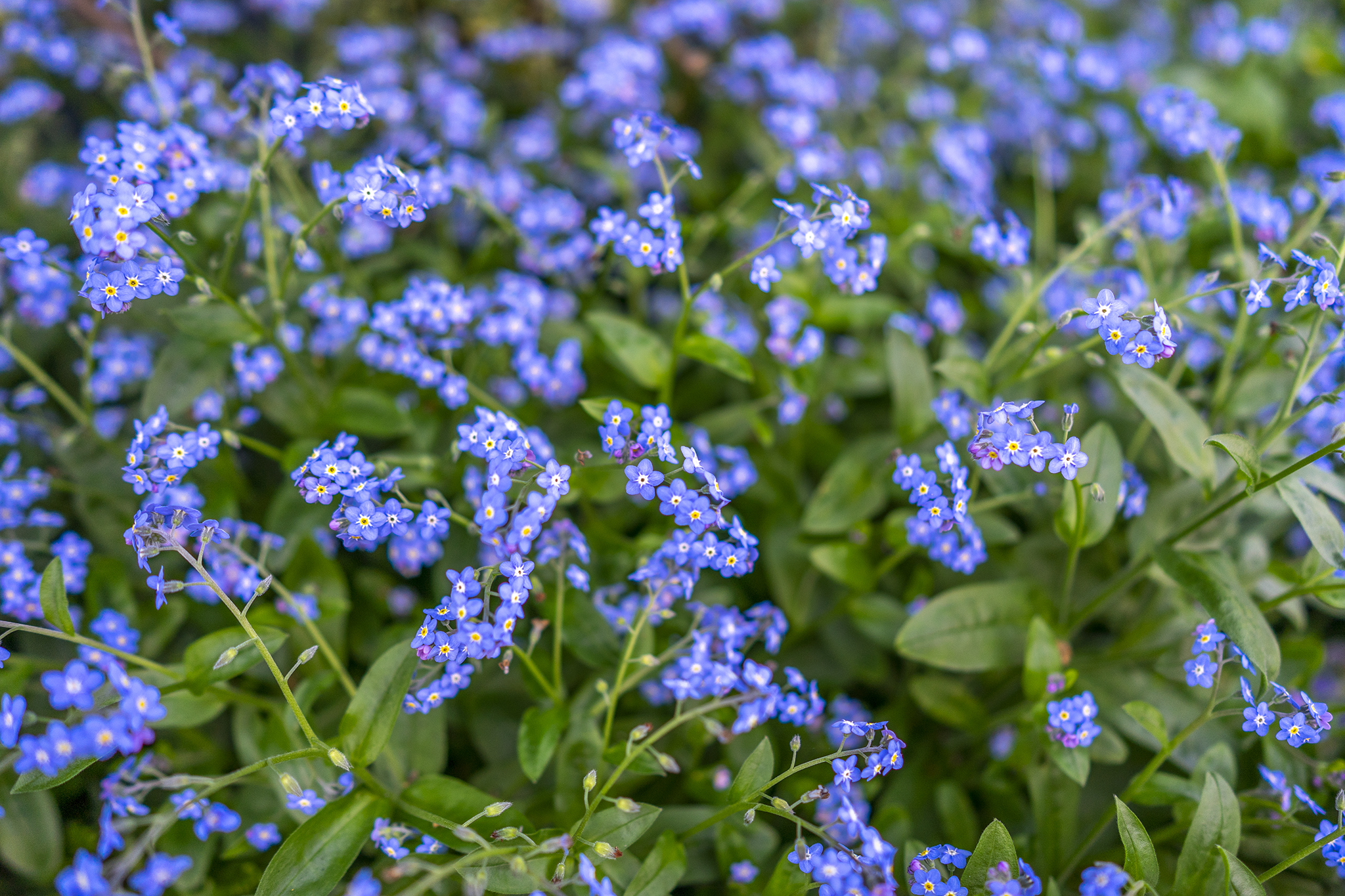 ワスレナグサの花言葉と誕生花 旅カメラ