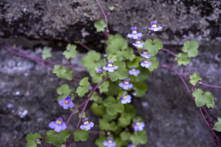 峰山の花