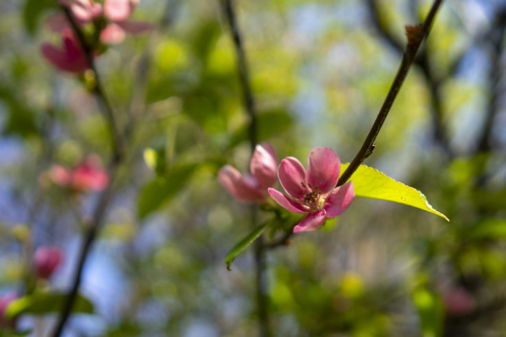 峰山のカリンの花