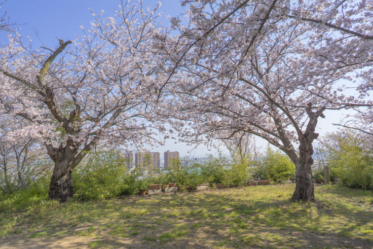 峰山西方寺の桜