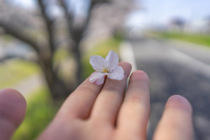 香東川の散った桜