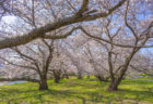 香東川の桜