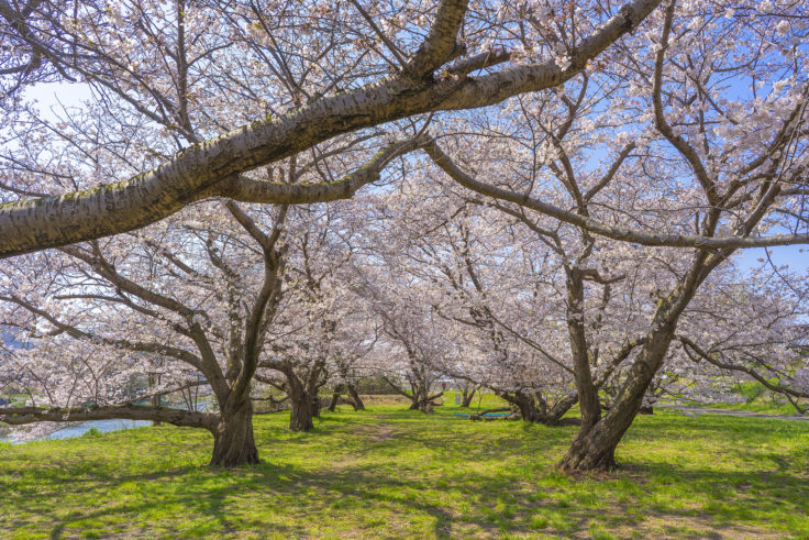 香東川の桜