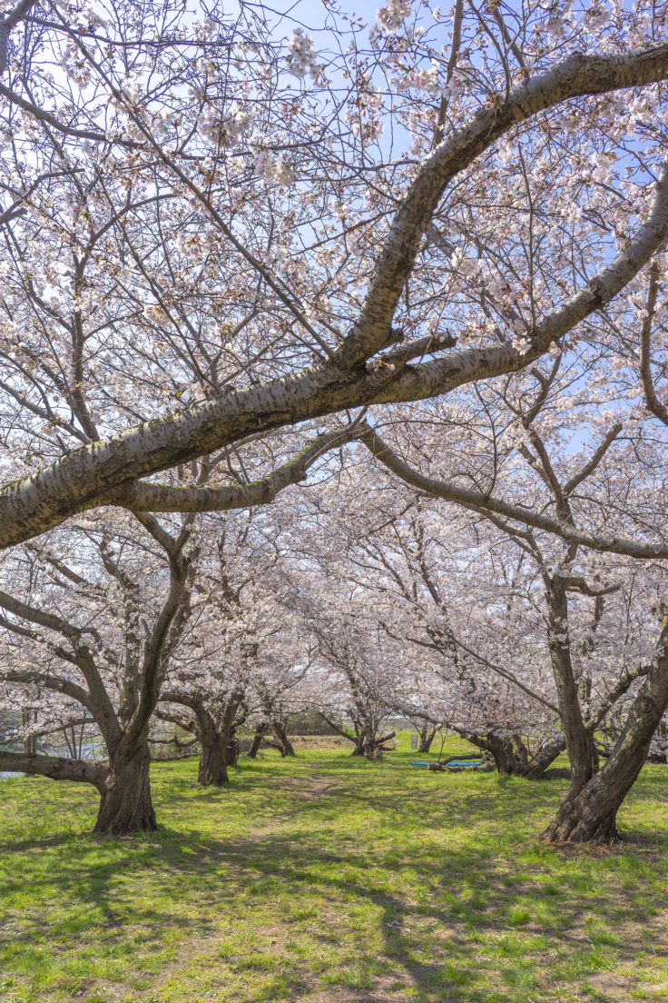 香東川の桜2