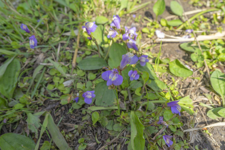 香東川の花2