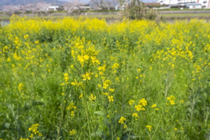 香東川の菜の花