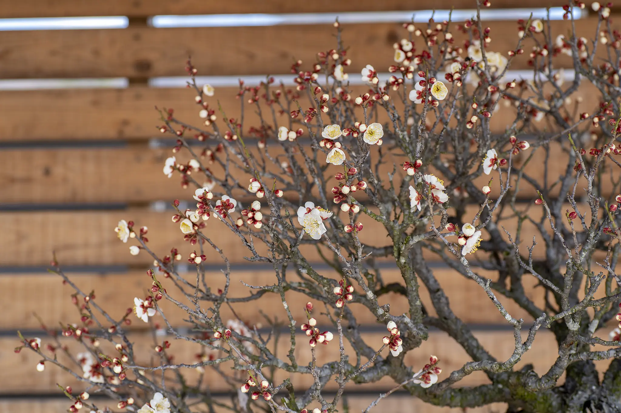 お盆　2点おまとめ 🥒お盆セール🍆開催中✨ | 仏壇・仏具の【大仏堂】｜丹波市・丹波篠山市