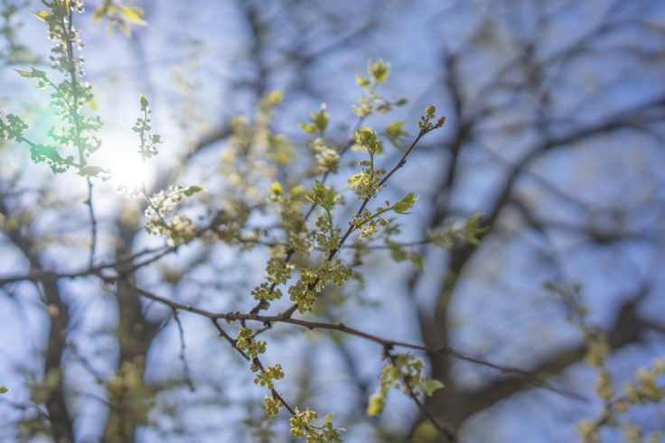 香東川の花3