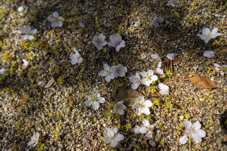 香東神社の散った桜