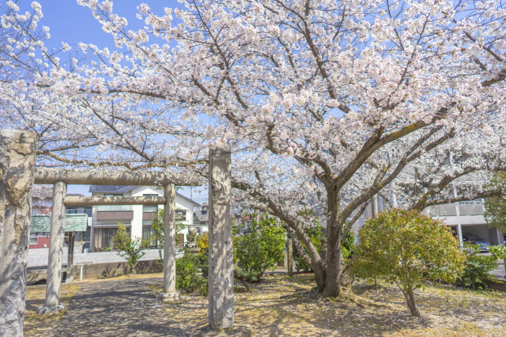 香東神社の桜