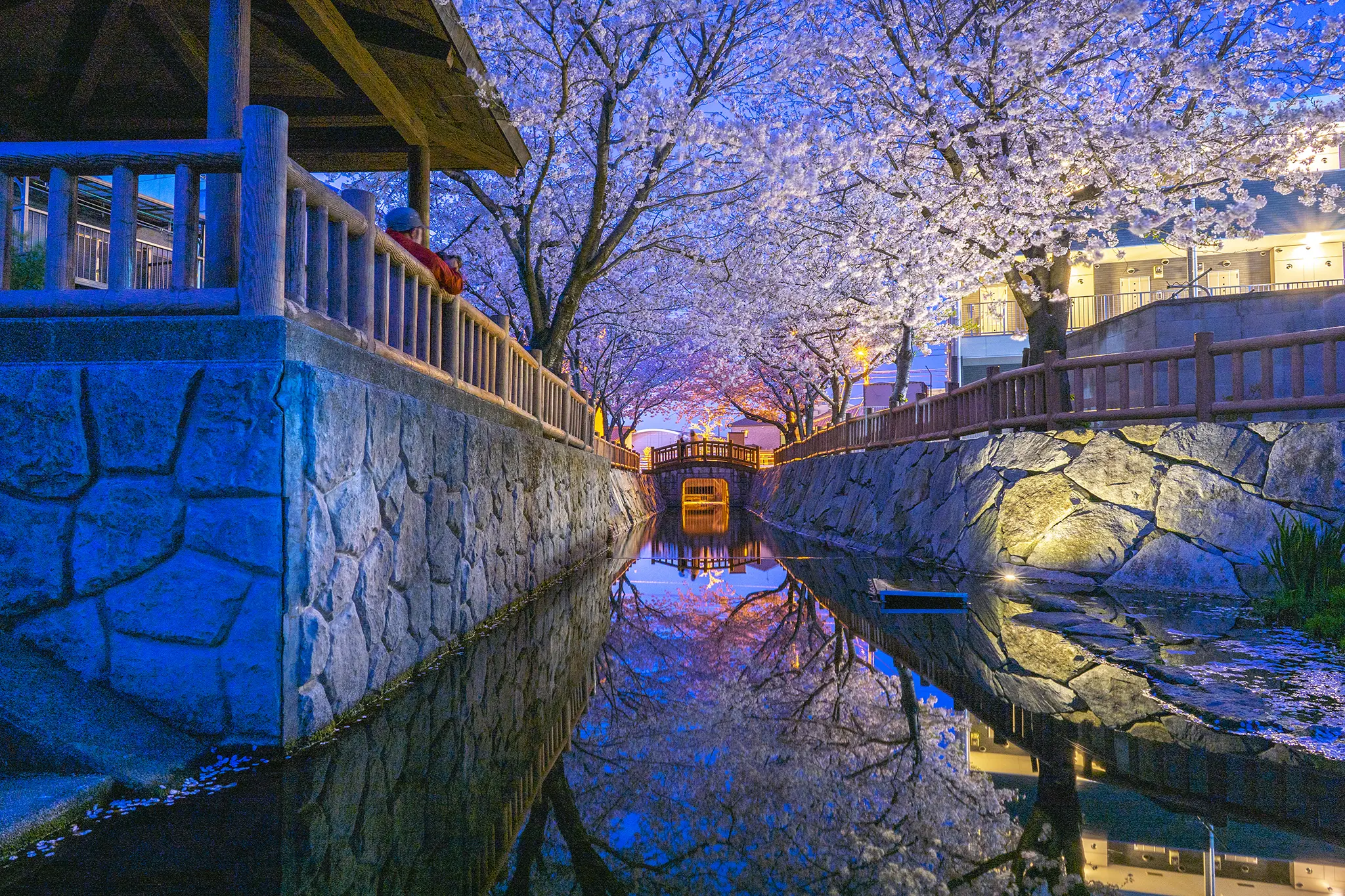 鹿の井出水の夜桜 ライトアップなし を撮ってきたよ 旅カメラ