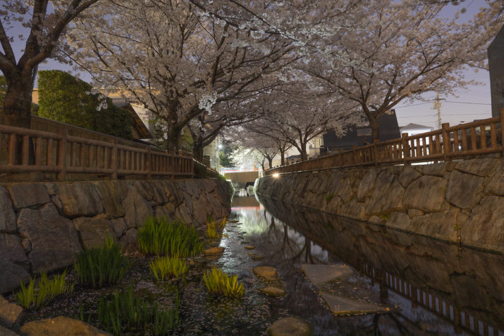 鹿の井出水の夜桜2