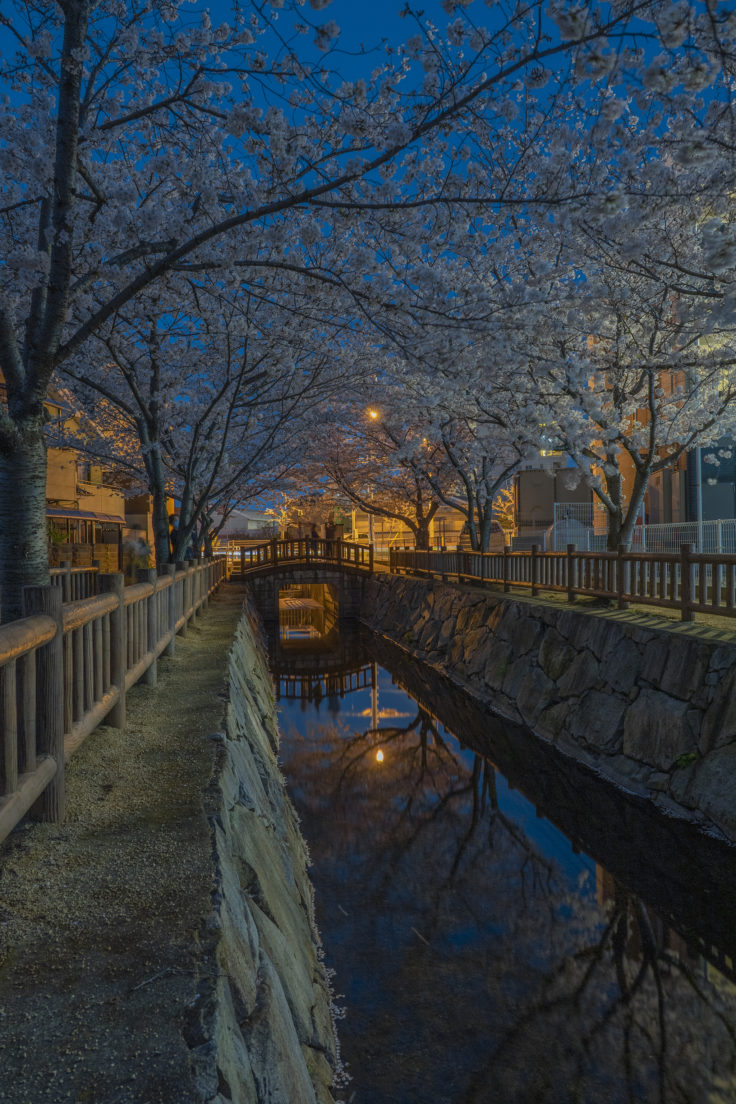 鹿の井出水の夜桜3