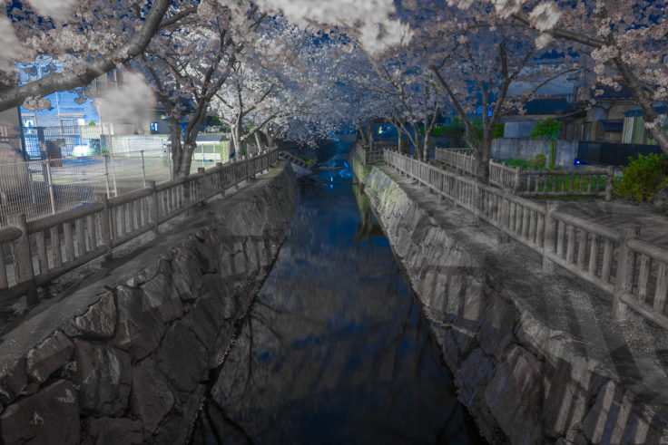 鹿の井出水の夜桜4