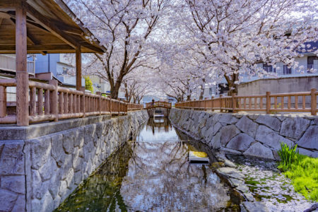 鹿の井出水の桜リフレクション