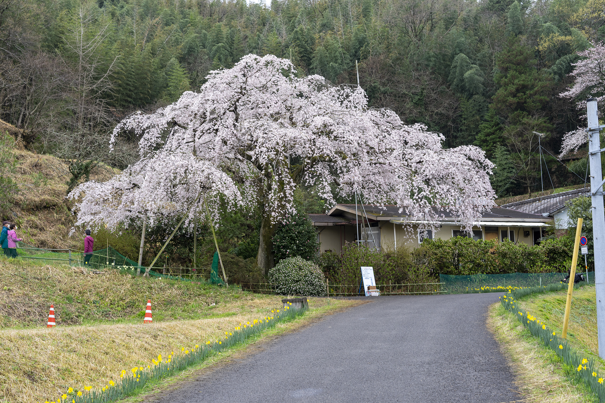 綾川町「堀池のしだれ桜」が満開