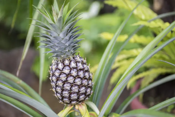 パイナップル科の植物たち | 旅カメラ