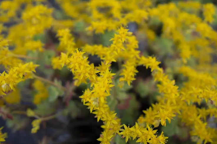 セダムの花言葉と誕生花 旅カメラ
