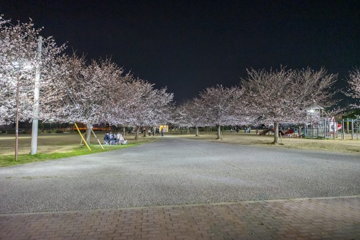 木太中央公園の夜桜