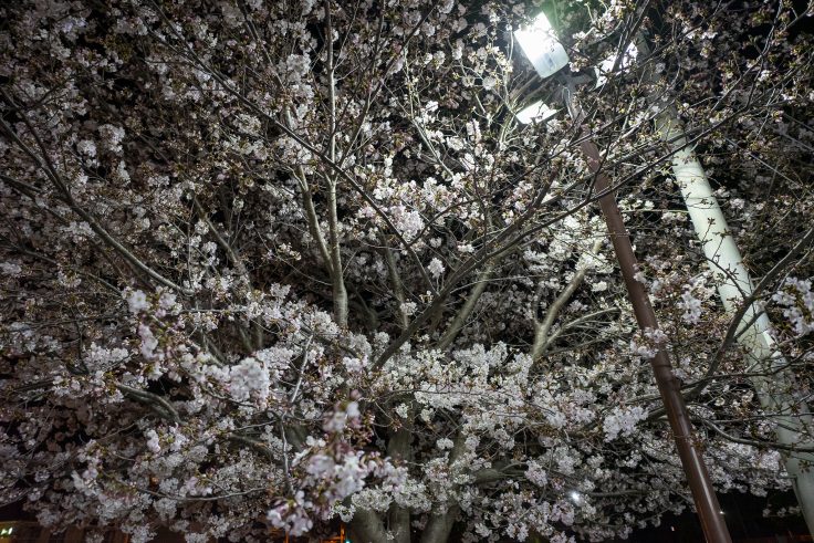 木太中央公園の夜桜2