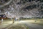 木太中央公園の夜桜4