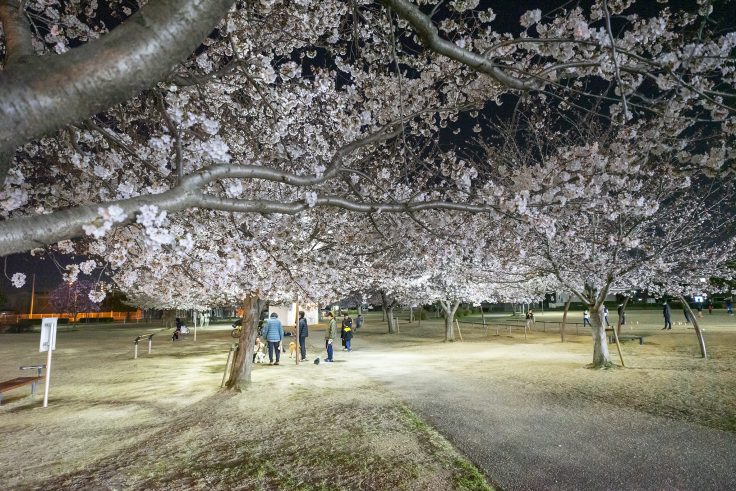 木太中央公園の夜桜4