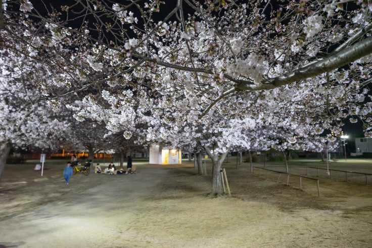 木太中央公園の夜桜5