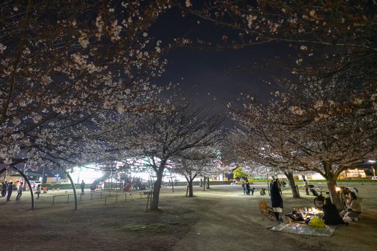 木太中央公園の夜桜6