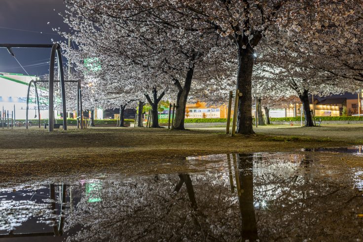 木太中央公園の夜桜7