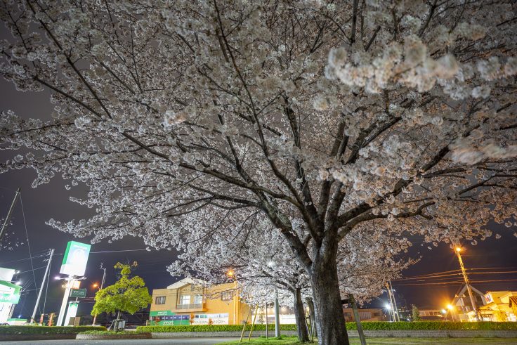 木太中央公園の夜桜10